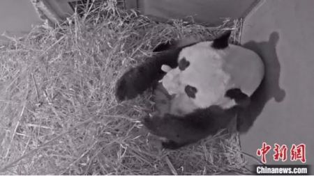 　　图为大熊猫“武雯”产仔。中国大熊猫保护研究中心供图