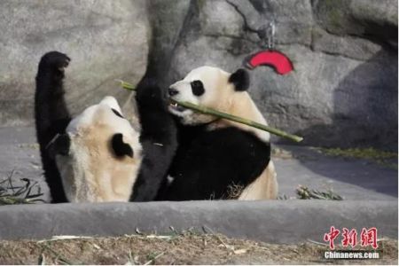 2018年3月18日，大熊猫“大毛”和“二顺”即将从加国第一大城市多伦多迁居至石油城卡尔加里，当日是它们在多伦多与公众见面的最后一天。中新社记者 余瑞冬 摄