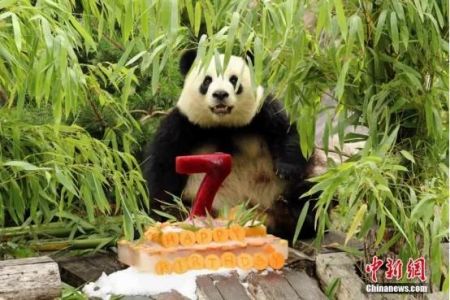 　　大熊猫“梦梦”迎来其7岁生日。中新社发 柏林动物园 供图