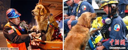 　　左：2002年1月，一只救援犬仍在“9·11”发生地附近工作。右：2016年6月，最后一只”9·11“搜救犬被安乐死，消防员夹道送行。