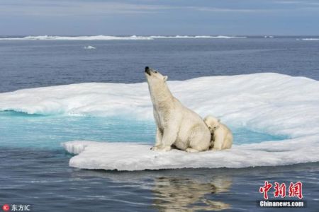 　　资料图：浮冰消融，北极熊栖息地面临威胁。