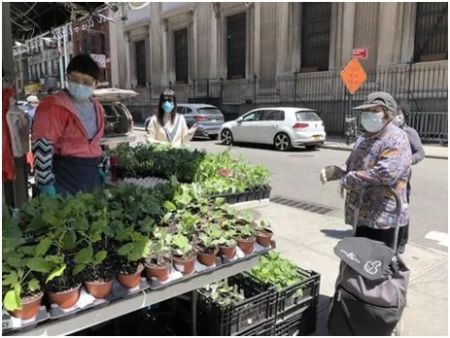 　　居家避疫让更多人加入种菜行列。有摊贩开始在纽约曼哈顿华埠街头摆摊，卖各种蔬果菜苗，生意火热。(图片来源：美国《世界日报》/颜嘉莹 摄)