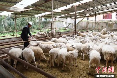 资料图：甘肃临夏回族自治州广河县扶贫羊产业。杨艳敏 摄